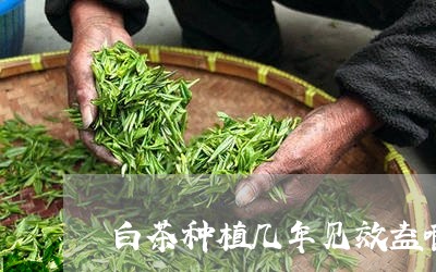 白茶种植几年见效益啊图片/2023041299604