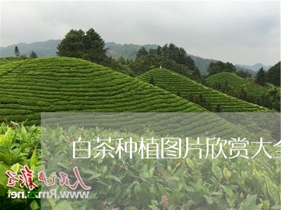 白茶种植图片欣赏大全高清/2023041211616