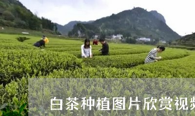 白茶种植图片欣赏视频播放/2023041270715