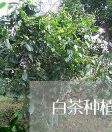 白茶种植土壤酸性下什么肥/2023041297271