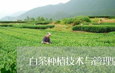 白茶种植技术与管理惠农网/2023041237379