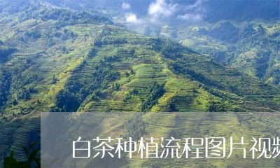 白茶种植流程图片视频教程/2023041239692