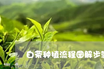 白茶种植流程图解步骤视频/2023041295047