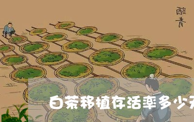 白茶移植存活率多少天达标/2023041270391