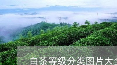 白茶等级分类图片大全大图/2023041530613