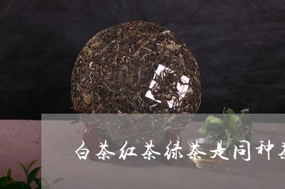 白茶红茶绿茶是同种茶树吗/2023041614170