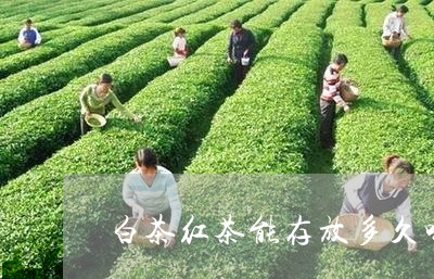 白茶红茶能存放多久喝了好/2023041274157