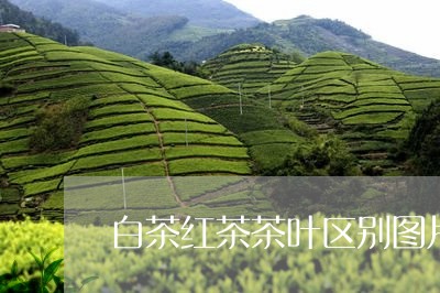 白茶红茶茶叶区别图片大全/2023041236572