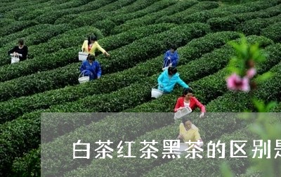 白茶红茶黑茶的区别是什么/2023041697260