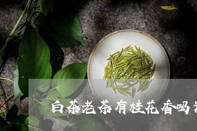 白茶老茶有桂花香吗为什么/2023041693937