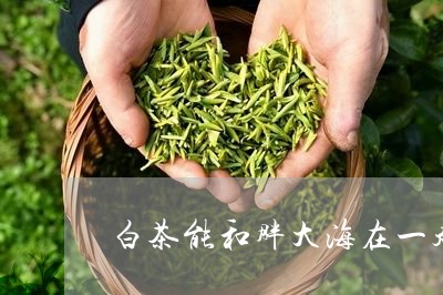 白茶能和胖大海在一起泡茶/2023041248402