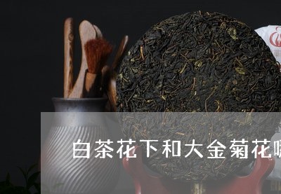 白茶花下和大金菊花哪个好/2023041655149