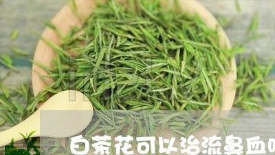 白茶花可以治流鼻血吗视频/2023041661413