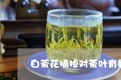 白茶花摘掉对茶叶有好处吗/2023041502848