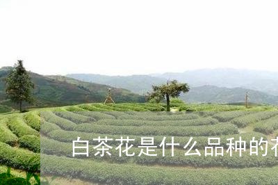 白茶花是什么品种的花图片/2023041581616