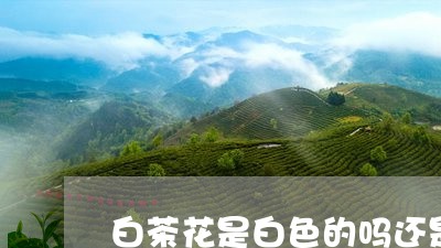 白茶花是白色的吗还是黑色/2023041294016