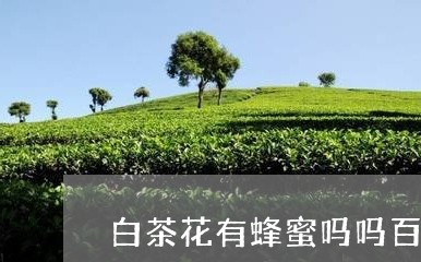 白茶花有蜂蜜吗吗百度百科/2023041291737