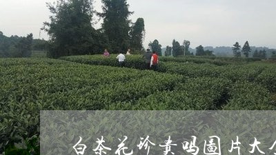 白茶花珍贵吗图片大全视频/2023041545038