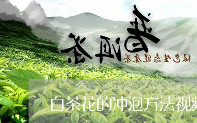 白茶花的冲泡方法视频播放/2023041227360