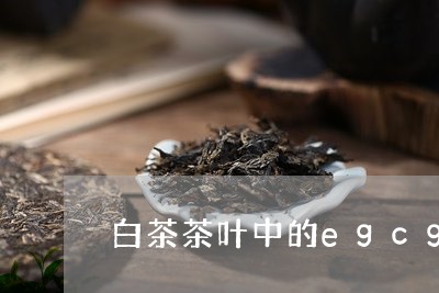 白茶茶叶中的egcg含量/2023041627181