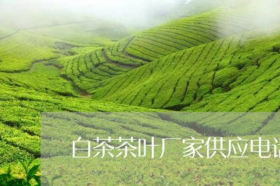 白茶茶叶厂家供应电话地址/2023041239380