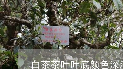 白茶茶叶叶底颜色深浅不同/2023041222613