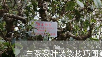 白茶茶叶装袋技巧图解大全/2023041614836