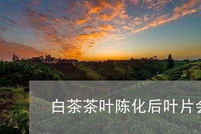 白茶茶叶陈化后叶片会薄吗/2023041561824