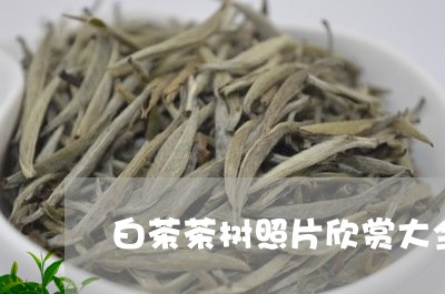 白茶茶树照片欣赏大全图片/2023041692836