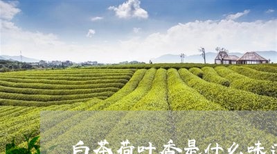 白茶荷叶香是什么味道的茶/2023041261915