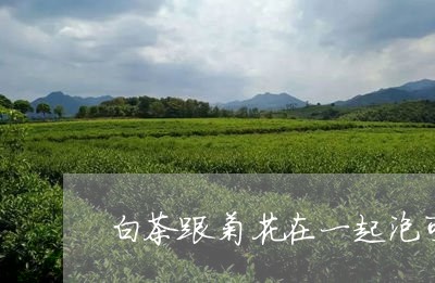 白茶跟菊花在一起泡可以吗/2023041217158