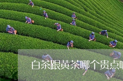 白茶跟黄茶哪个贵点呢好喝/2023041235191