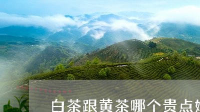 白茶跟黄茶哪个贵点好一点/2023041250796