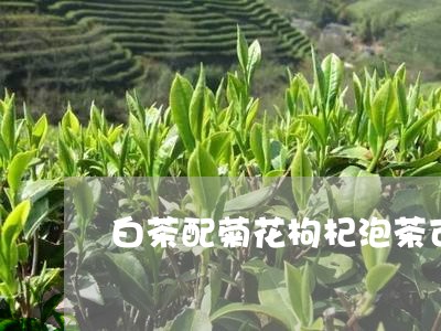 白茶配菊花枸杞泡茶可以吗/2023041641703