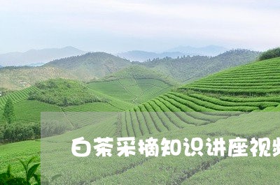 白茶采摘知识讲座视频教程/2023041678160