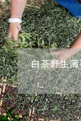 白茶野生薄荷叶子可以喝吗/2023041253827