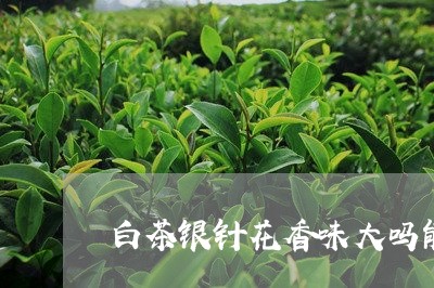 白茶银针花香味大吗能喝吗/2023041200714