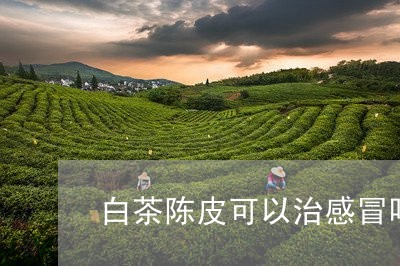 白茶陈皮可以治感冒吗百度/2023041625241