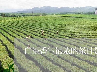 白茶香气最浓的茶叶是什么/2023041296048