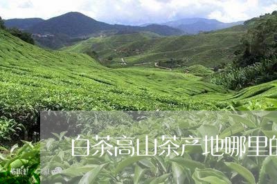 白茶高山茶产地哪里的更好/2023041270615