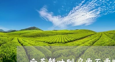 白茶鲜叶到底要不要晒一下/2023041281916