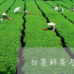 白茶鲜茶与陈茶的区别在哪/2023041530593