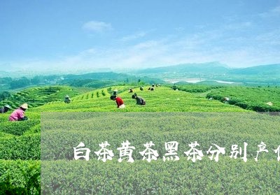 白茶黄茶黑茶分别产值哪里/2023041262616