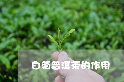 白菊普洱茶的作用/2023040957179