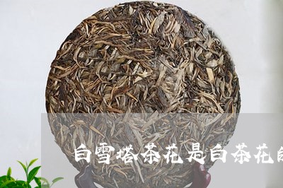 白雪塔茶花是白茶花的花语/2023041500914