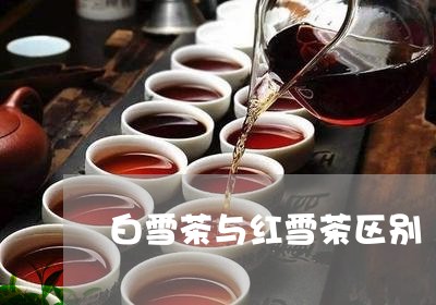 白雪茶与红雪茶区别/2023032072059