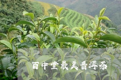 百中堂最美普洱茶/2023033159280