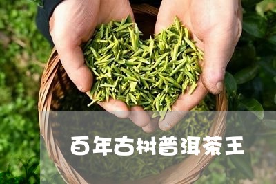 百年古树普洱茶王/2023033085481