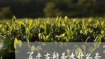 百年古树茶是什么茶/2023032154817