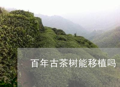 百年古茶树能移植吗/2023041677170